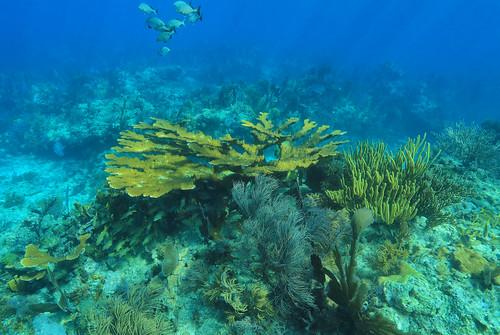 Sandee - John Pennekamp Coral Reef State Park