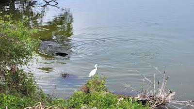 Sandee - Canaveral National Seashore