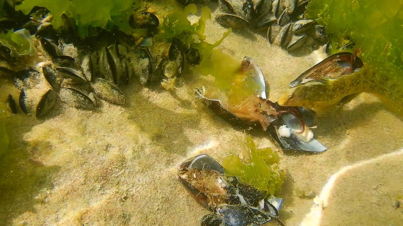 Sandee Lago Dragoni
