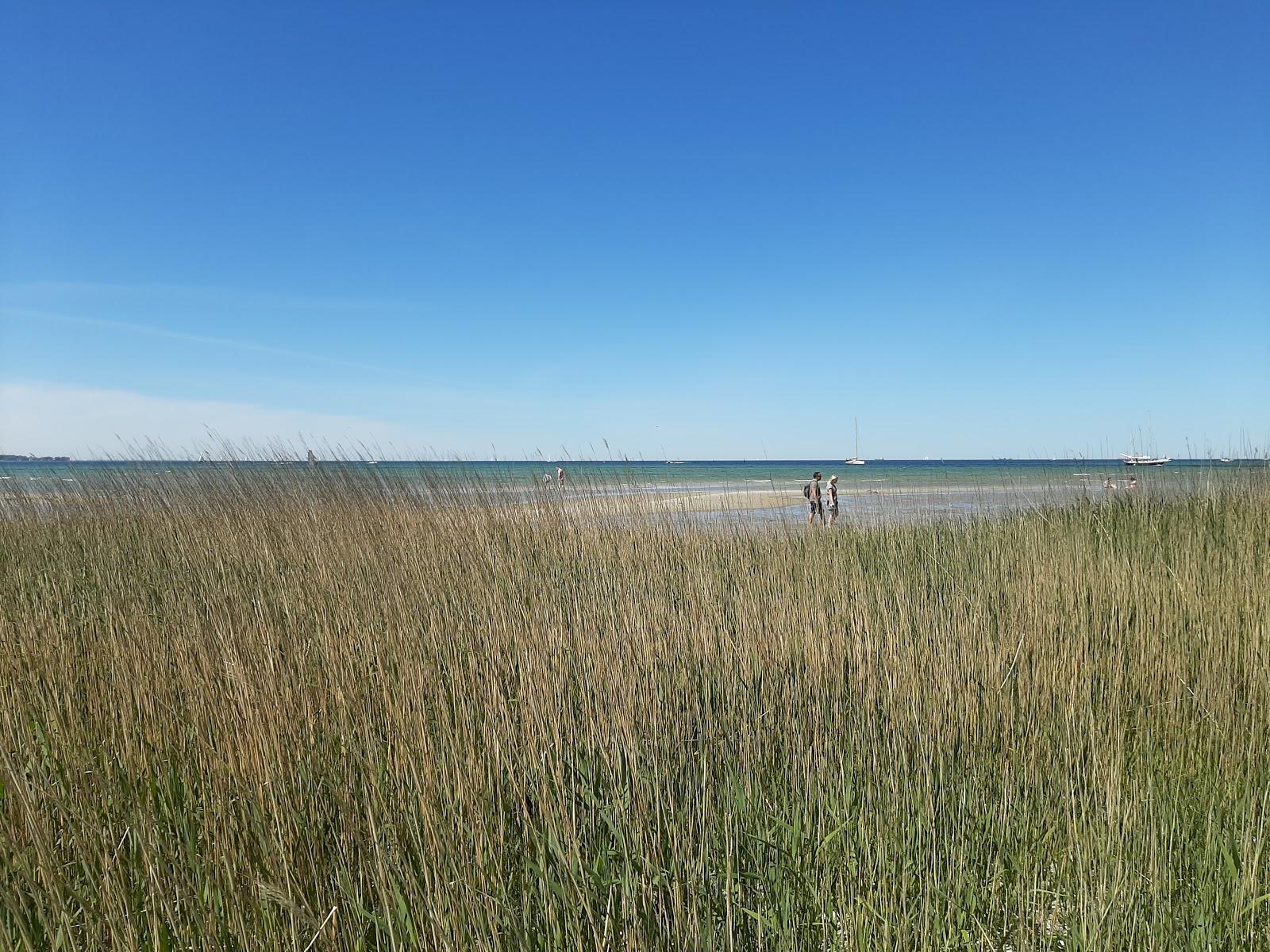 Sandee Dune In Stein