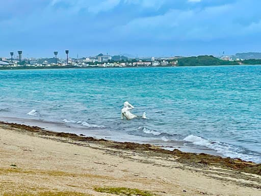 Sandee Nyuno-Ura Beach Photo