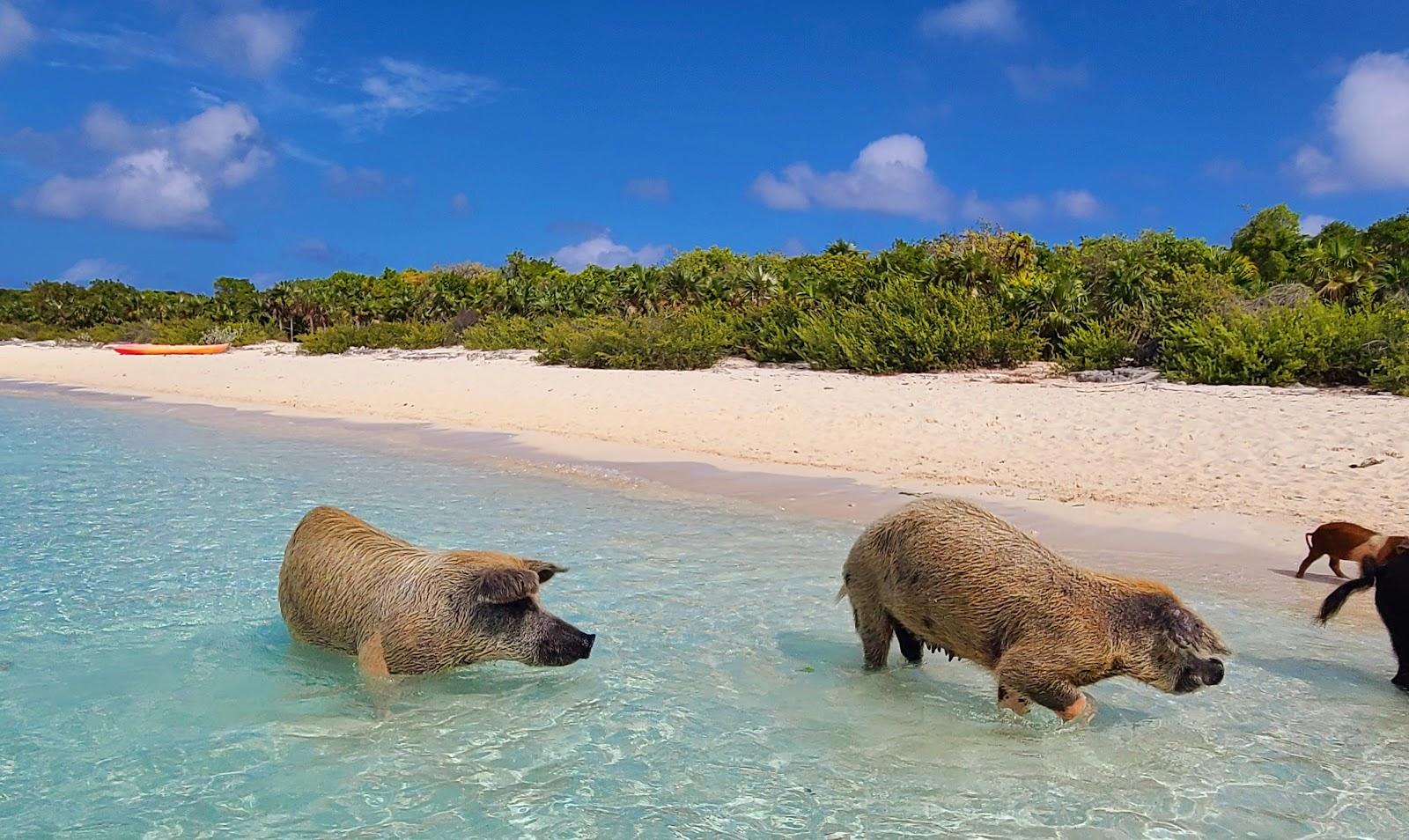 Sandee Pig Beach