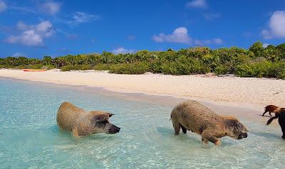 Sandee - Pig Beach