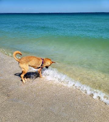 Sandee - Fort Desoto Dog Park Beach