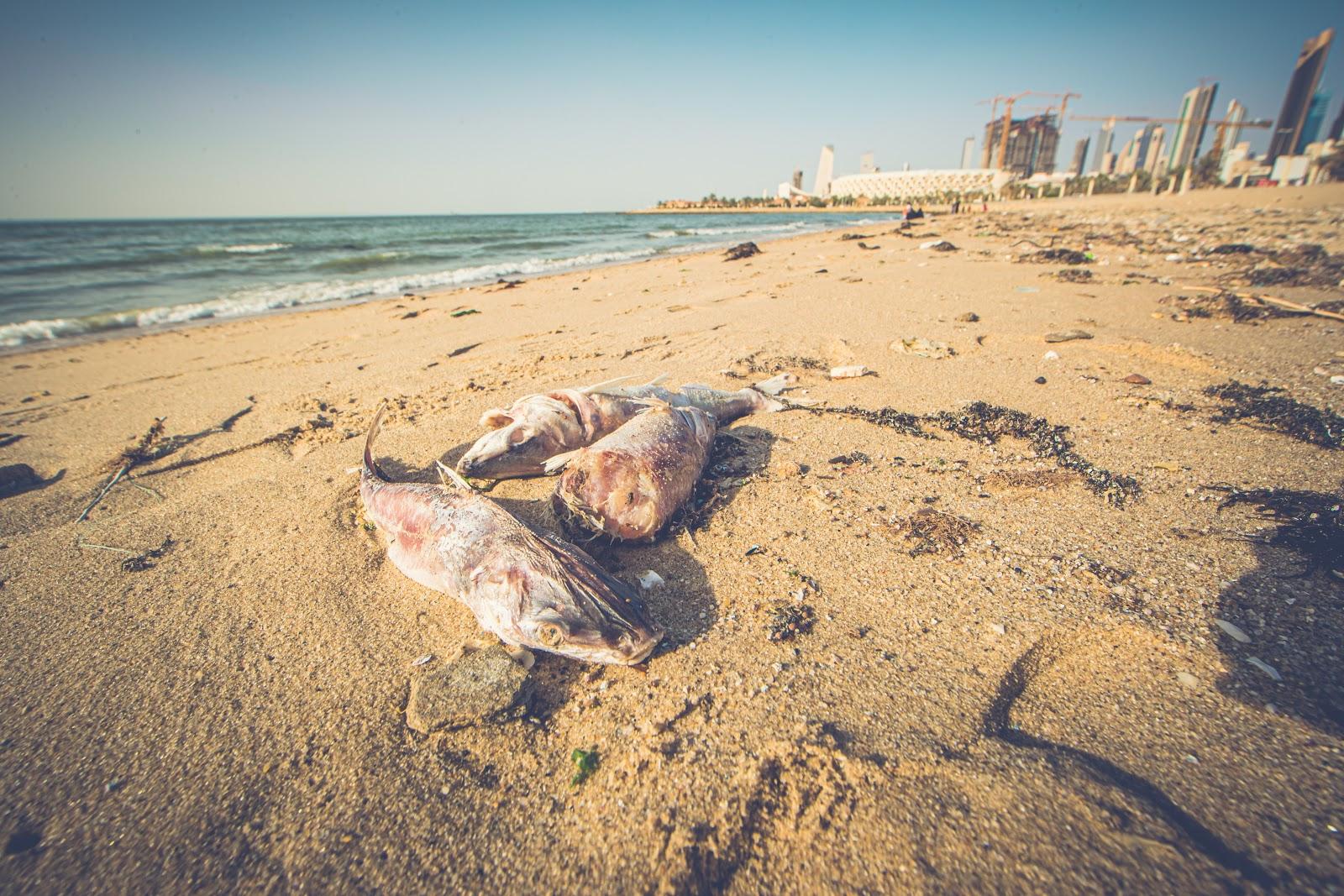 Sandee - Shuwaikh Beach