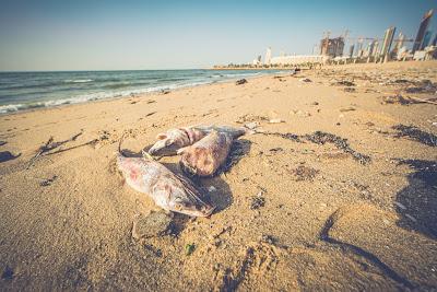 Sandee - Shuwaikh Beach