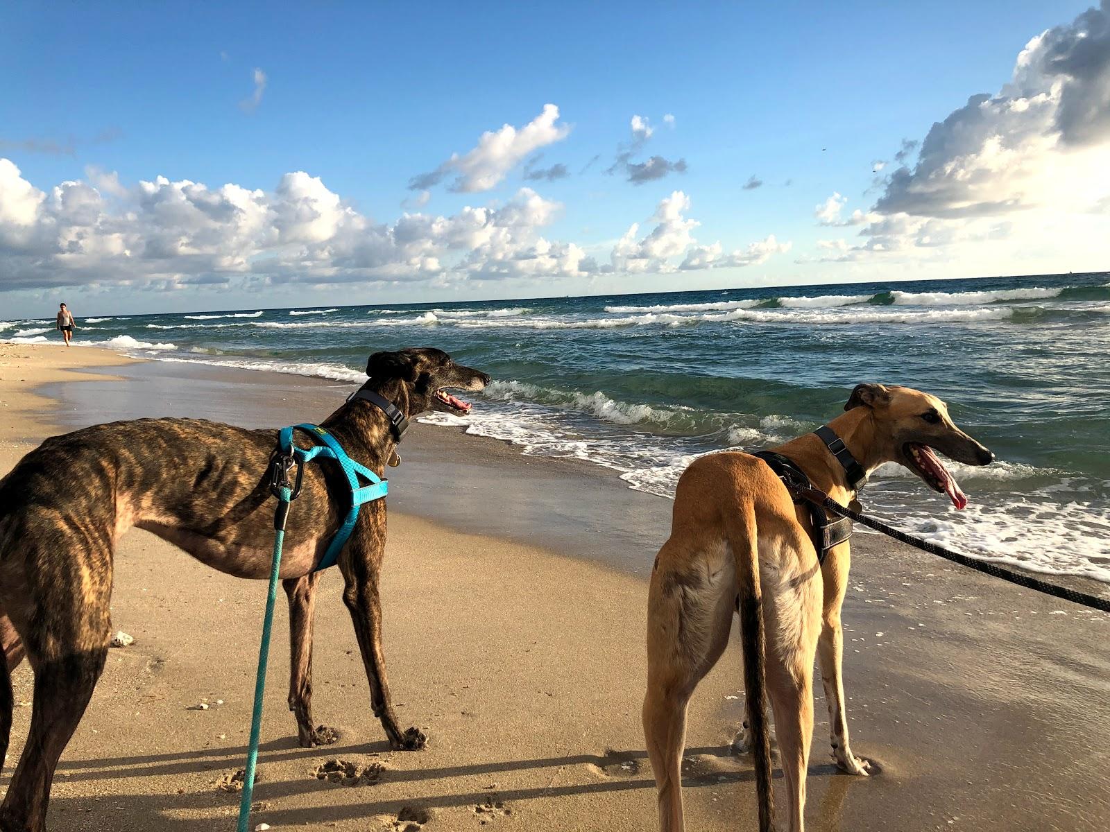 Sandee Bark Park Dog Beach