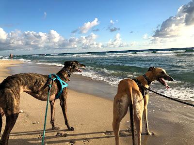 Sandee - Bark Park Dog Beach