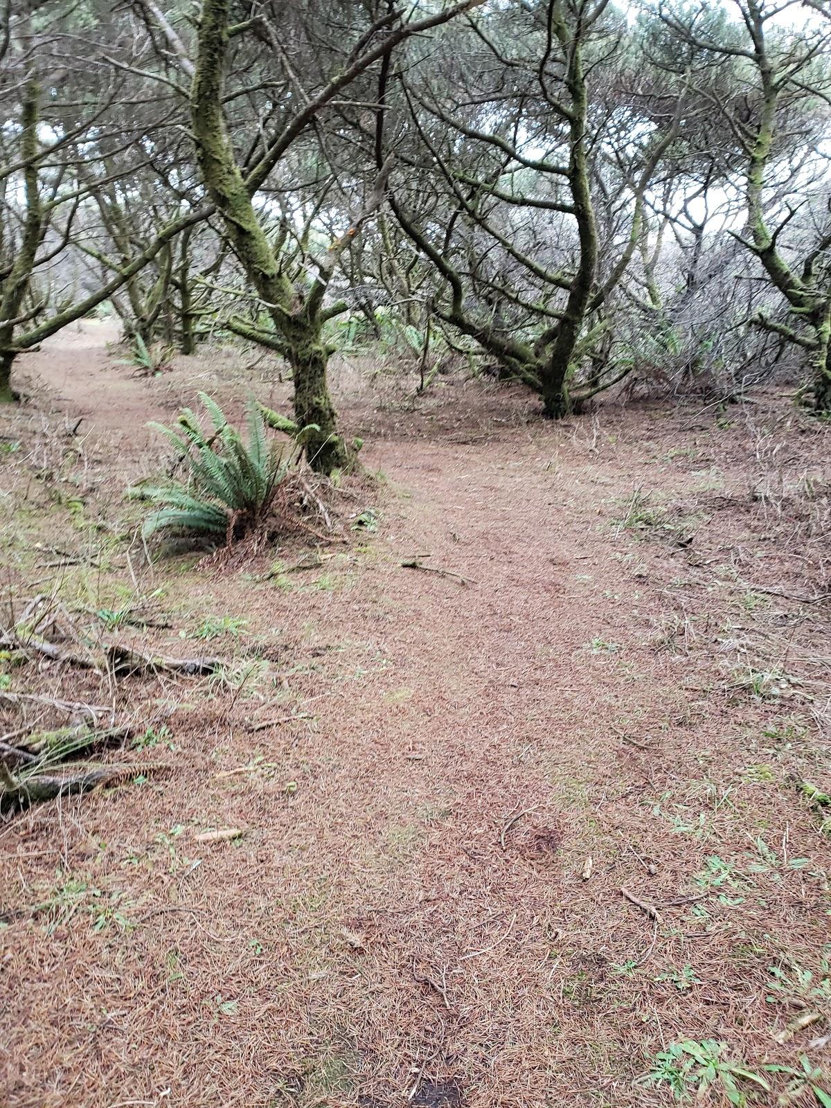 Sandee - Westport Dunes