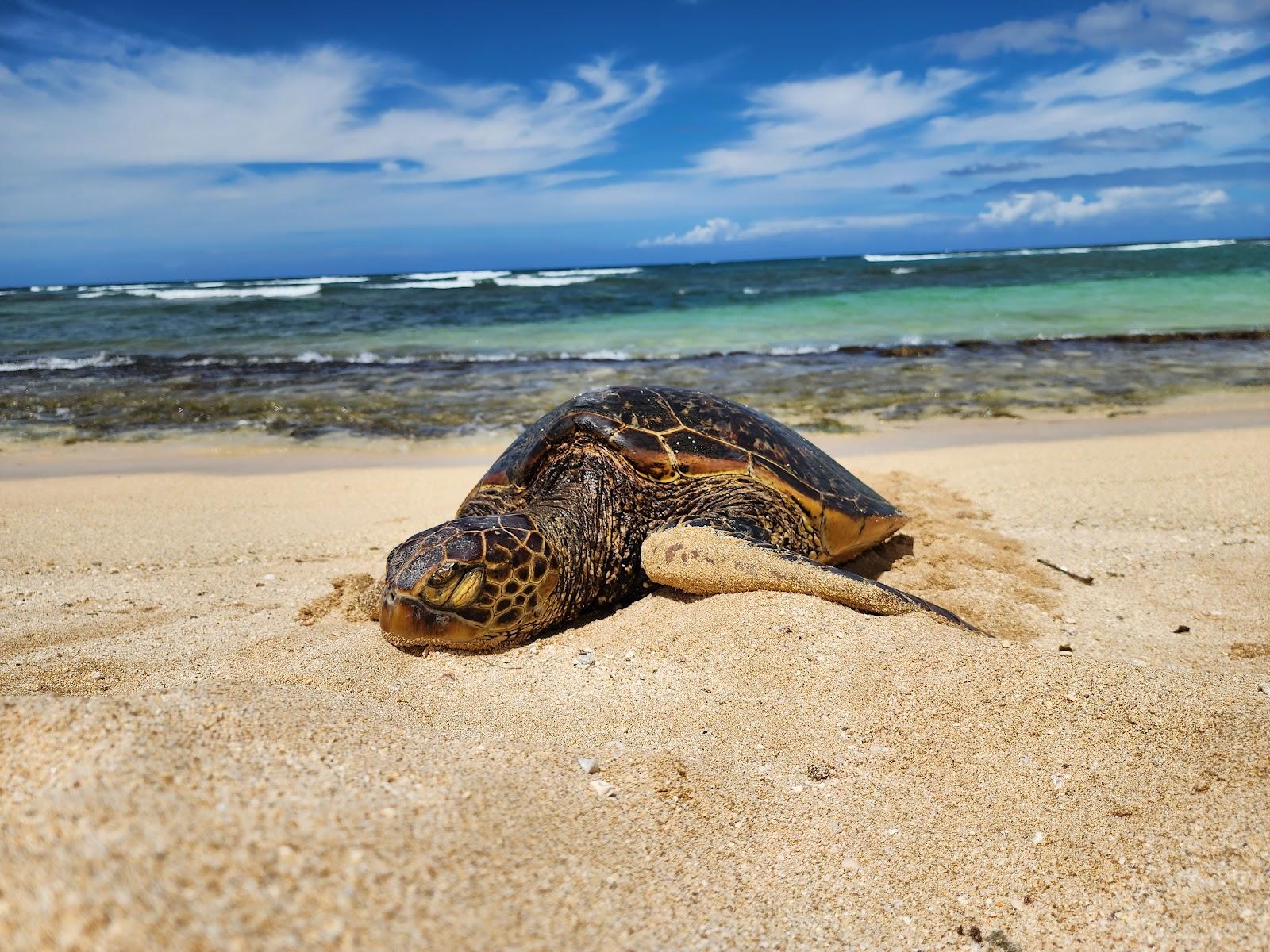 Sandee - Mokuleia Beach Park