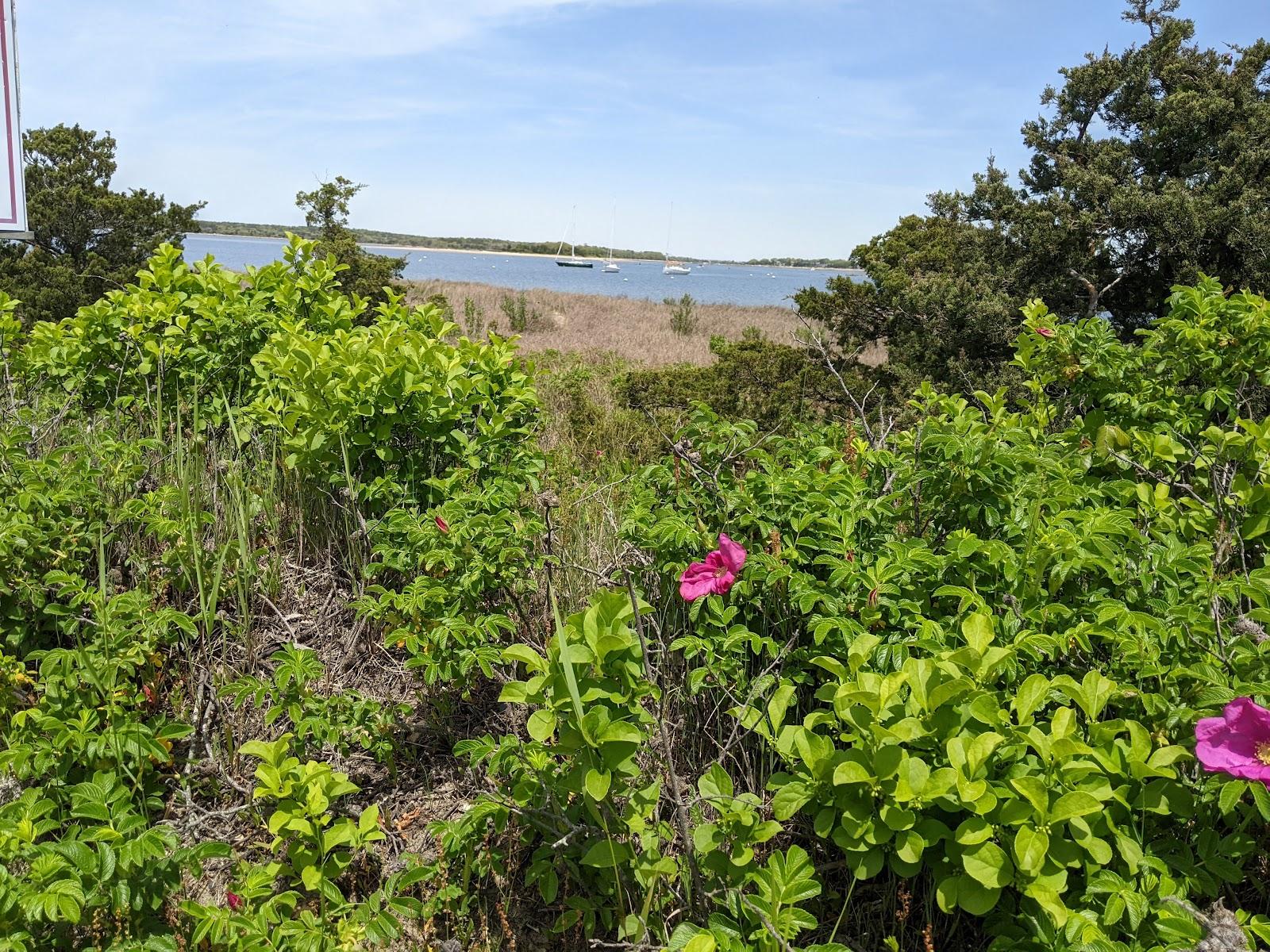 Sandee Eustis Beach Photo