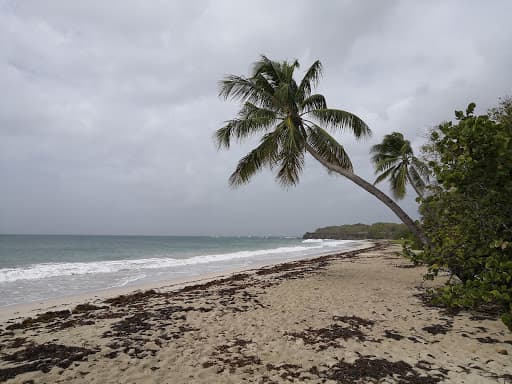 Sandee - Plage Des Pruneaux
