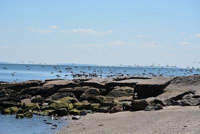 Sandee - Woodmont Beach