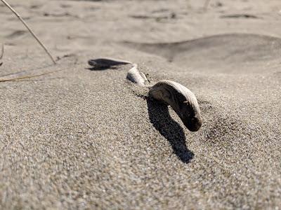 Sandee - Driftwood Beach State Recreation Site