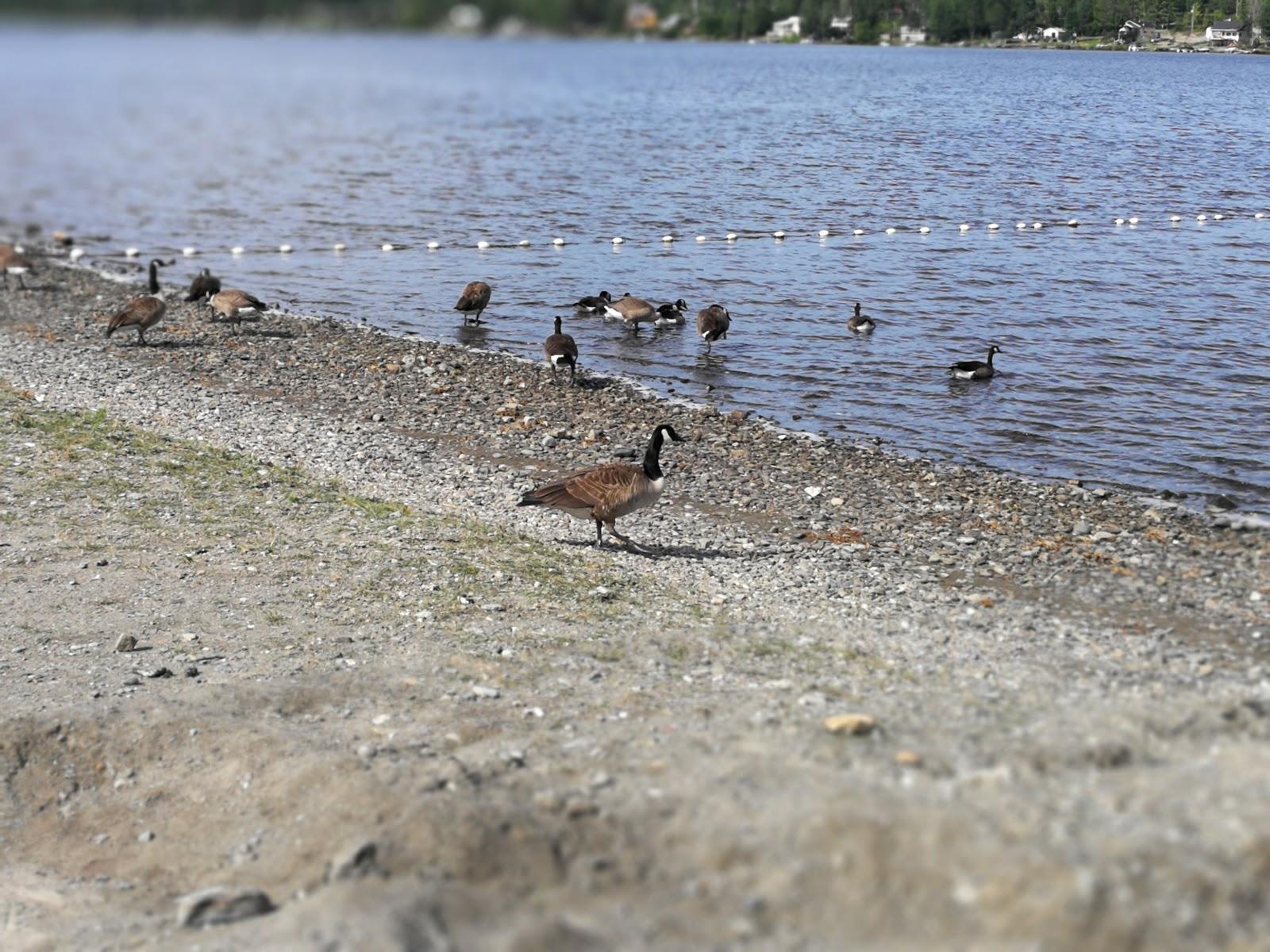 Sandee - Municipal Beach Of Saint-Hubert-De-Riviere-Du-Loup