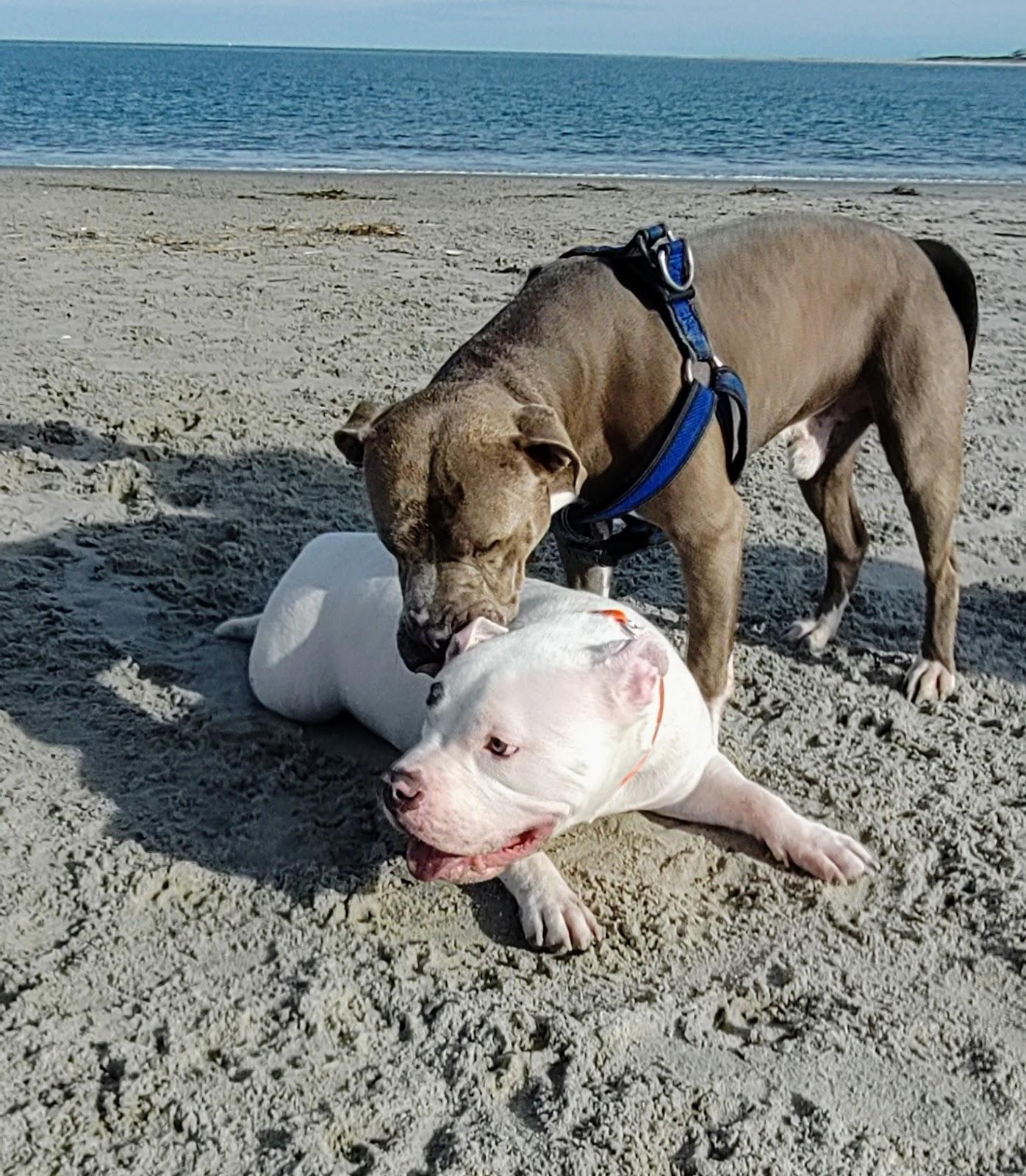 Sandee - Longport Dog Beach