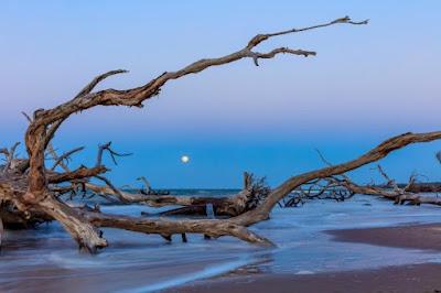 Sandee - Big Talbot Island State Park