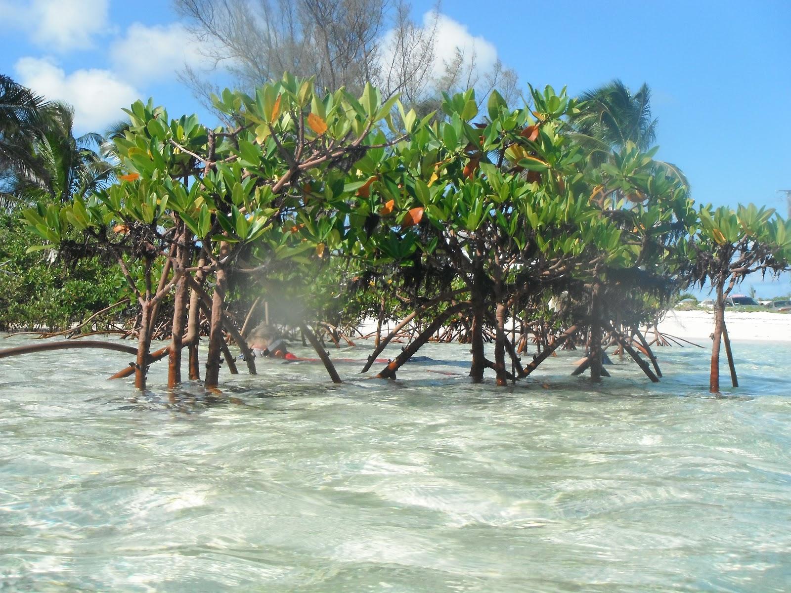 Sandee Cherokee Sound Beach Photo