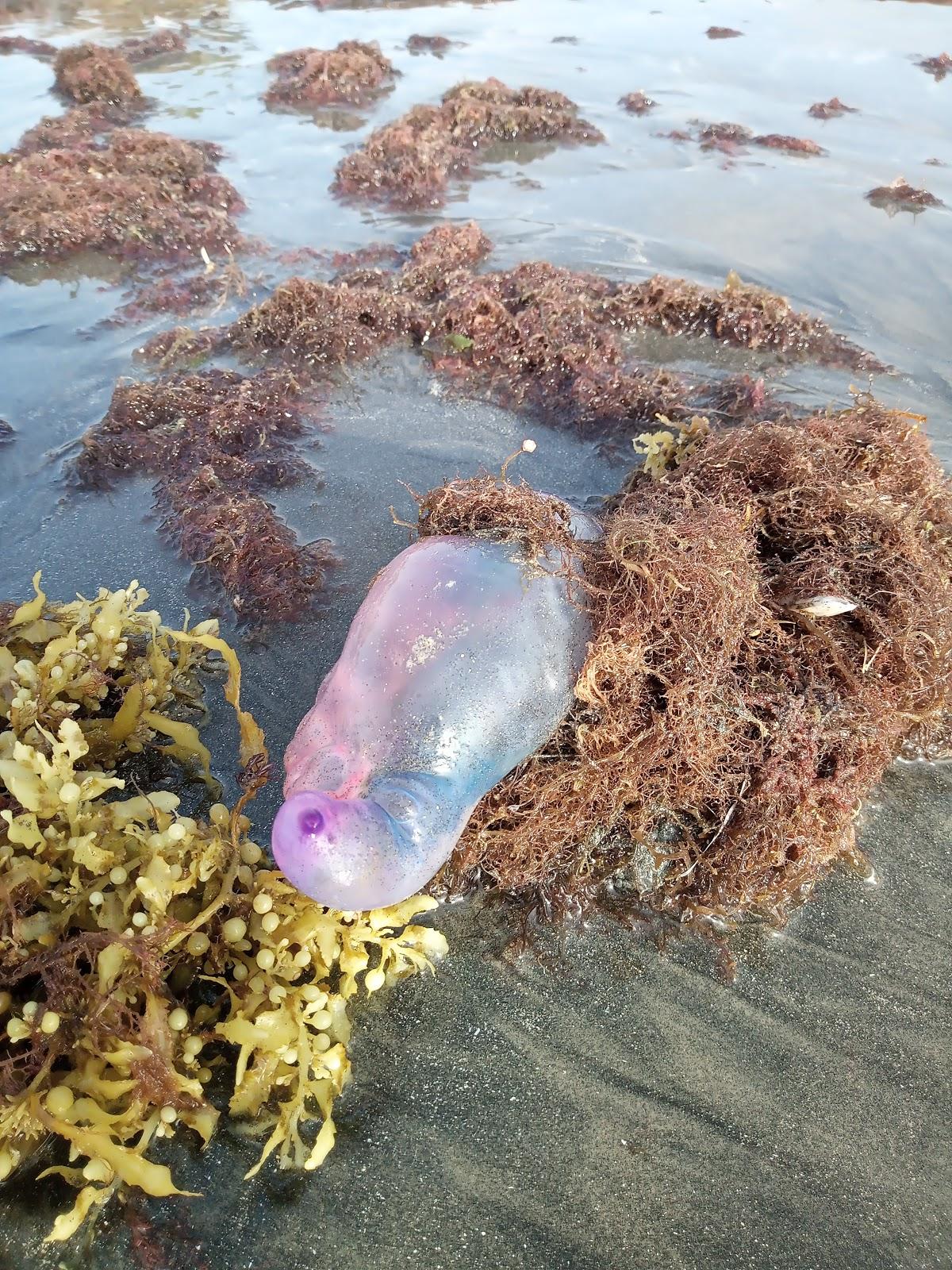 Sandee Kulas Beach