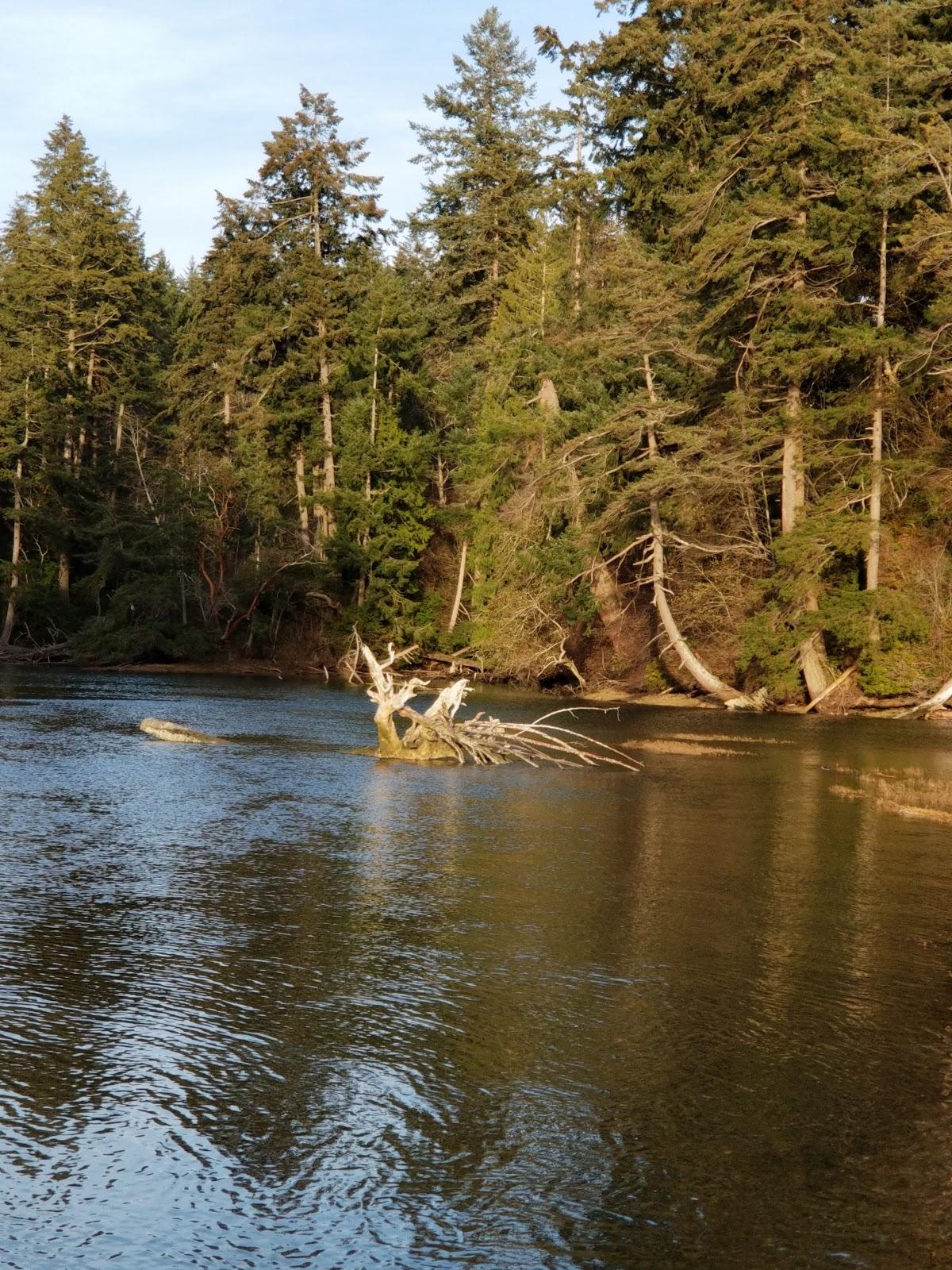 Sandee Anderson Island, Beach 8
