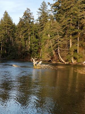 Sandee - Anderson Island, Beach 8