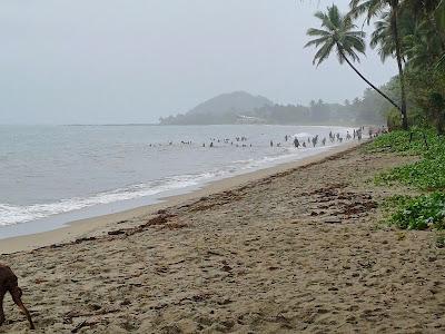 Sandee - Pacific Harbour Local Beach