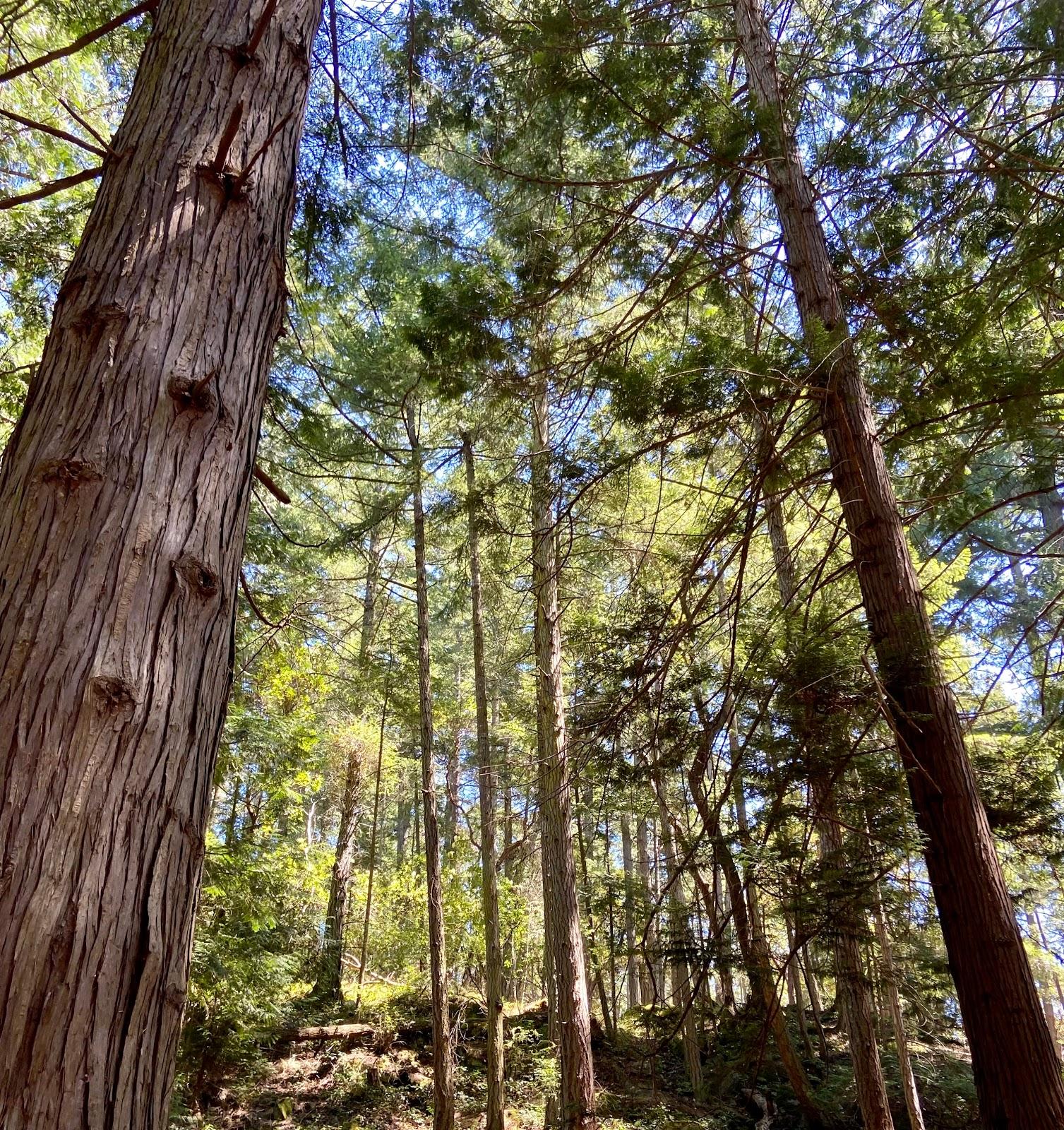 Sandee - Stuart Island Marine State Park