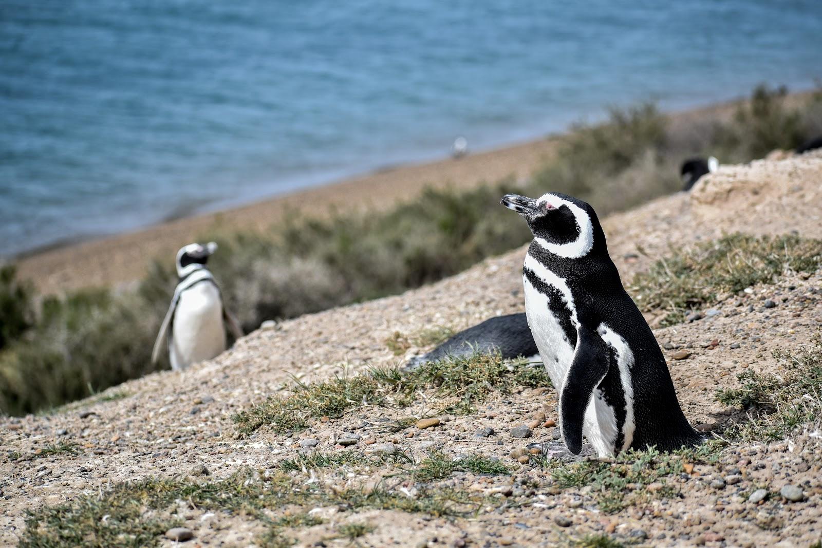 Sandee Lookout Penguins