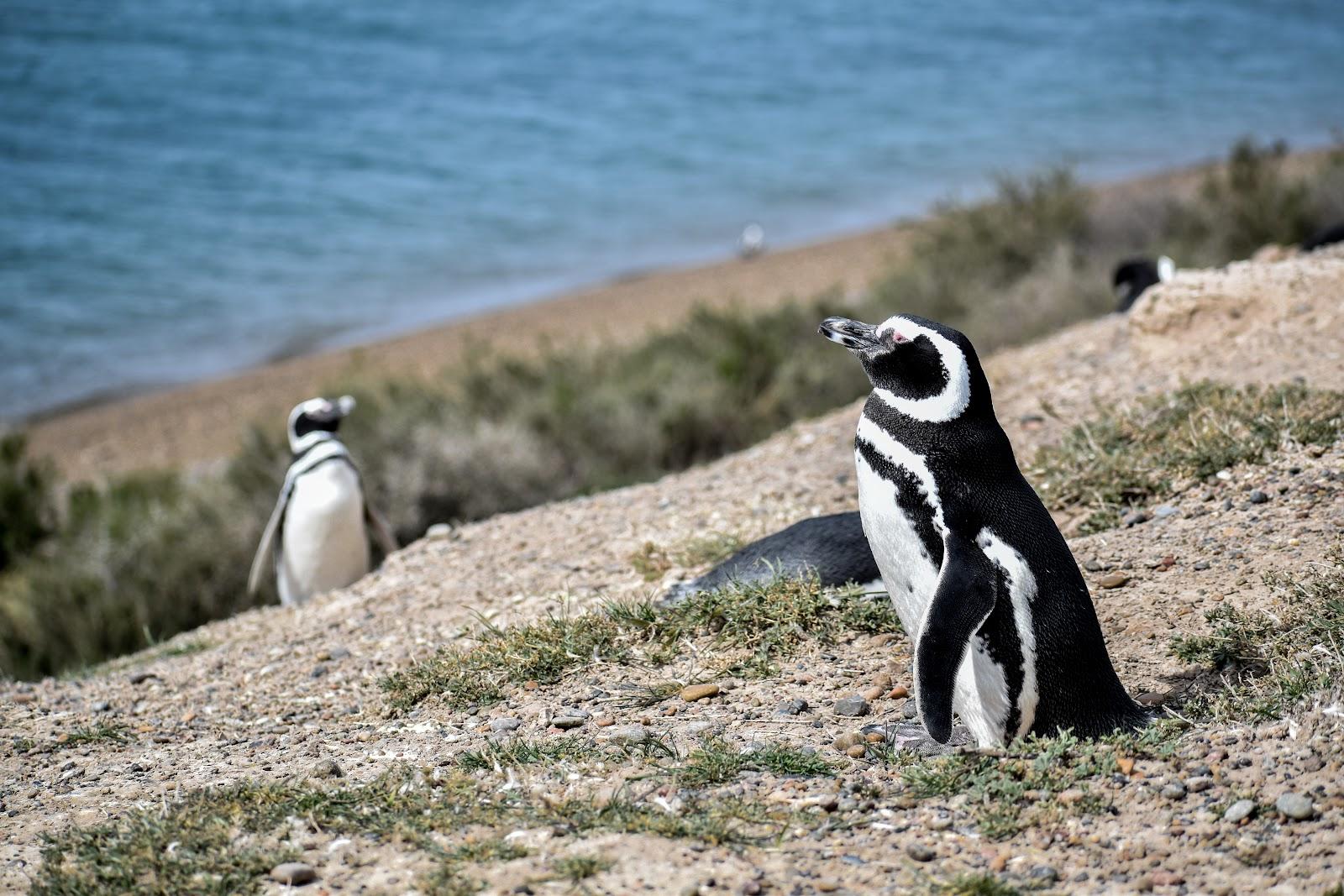 Sandee Lookout Penguins Photo