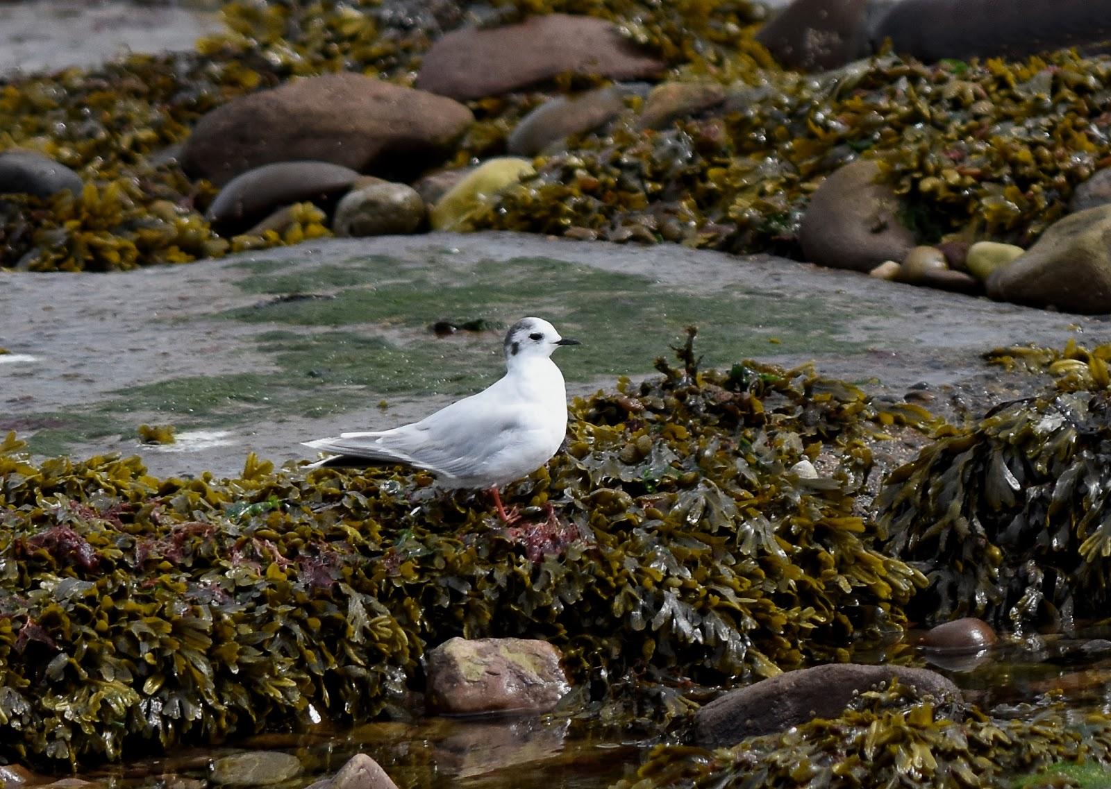 Sandee Inchcape Park