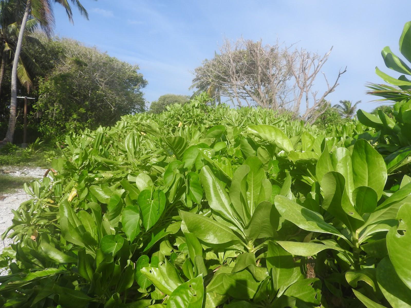 Sandee Haanjeylhe Athiri
