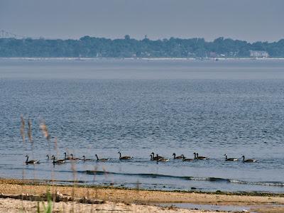 Sandee - Seidler Beach