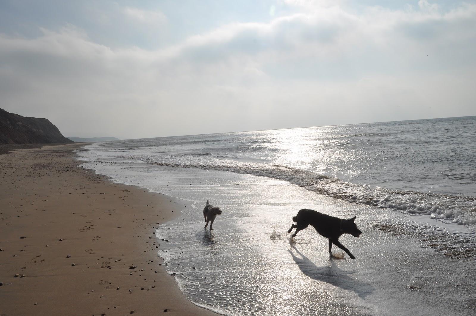 Sandee - Shepherd's Chine Beach