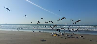 Sandee - Playa Caleta San Pablo