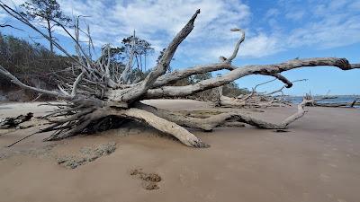 Sandee - Boneyard Beach