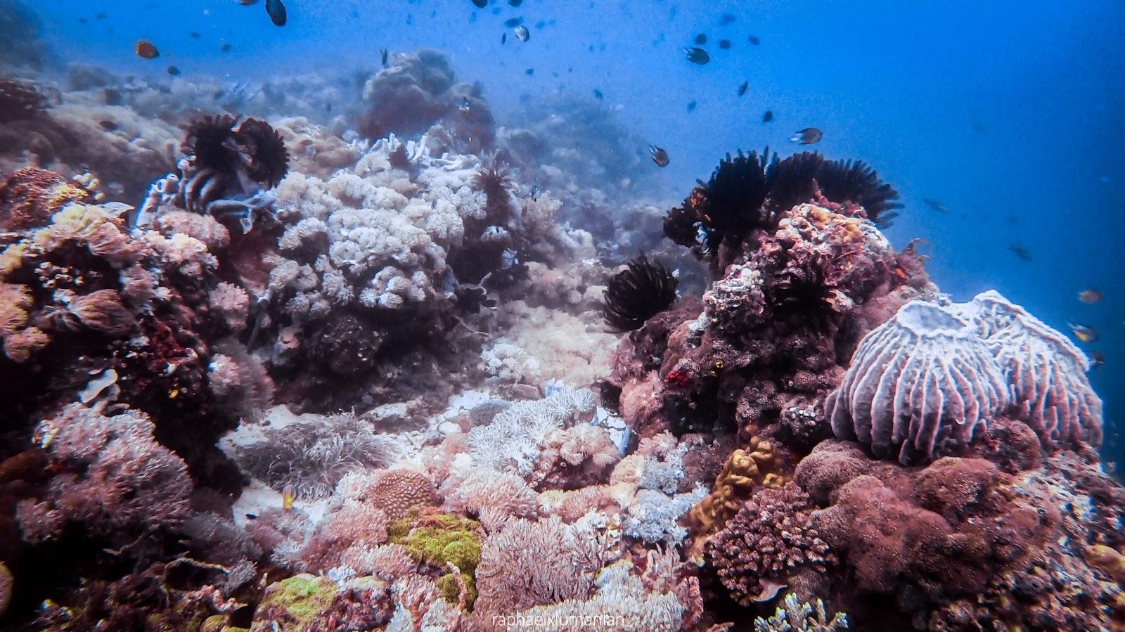 Sandee Maris Coral Garden