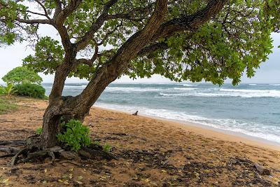 Sandee - Waipouli Beach