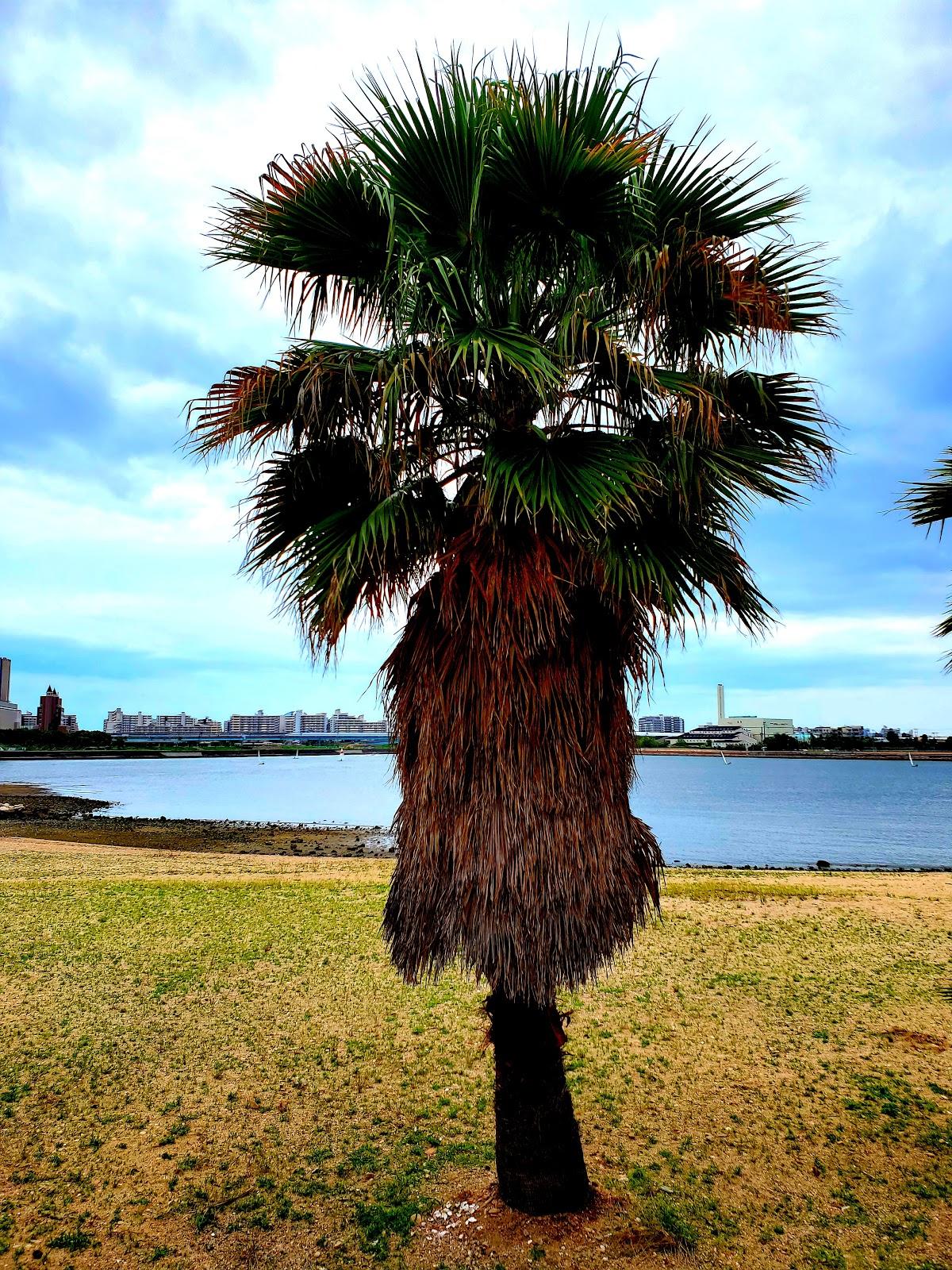 Sandee Omaehama Beach & Koroenhama Beach Photo