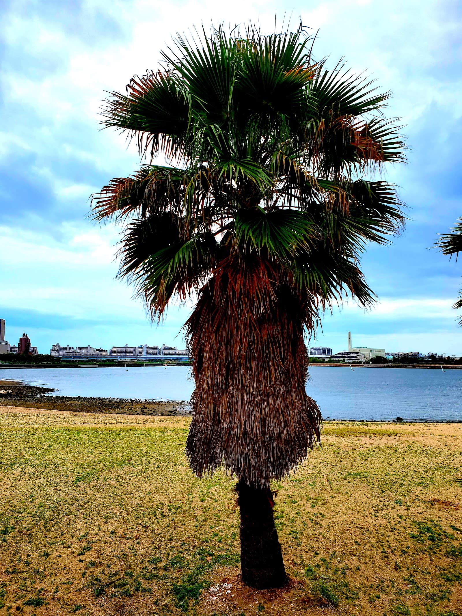 Sandee Omaehama Beach & Koroenhama Beach Photo