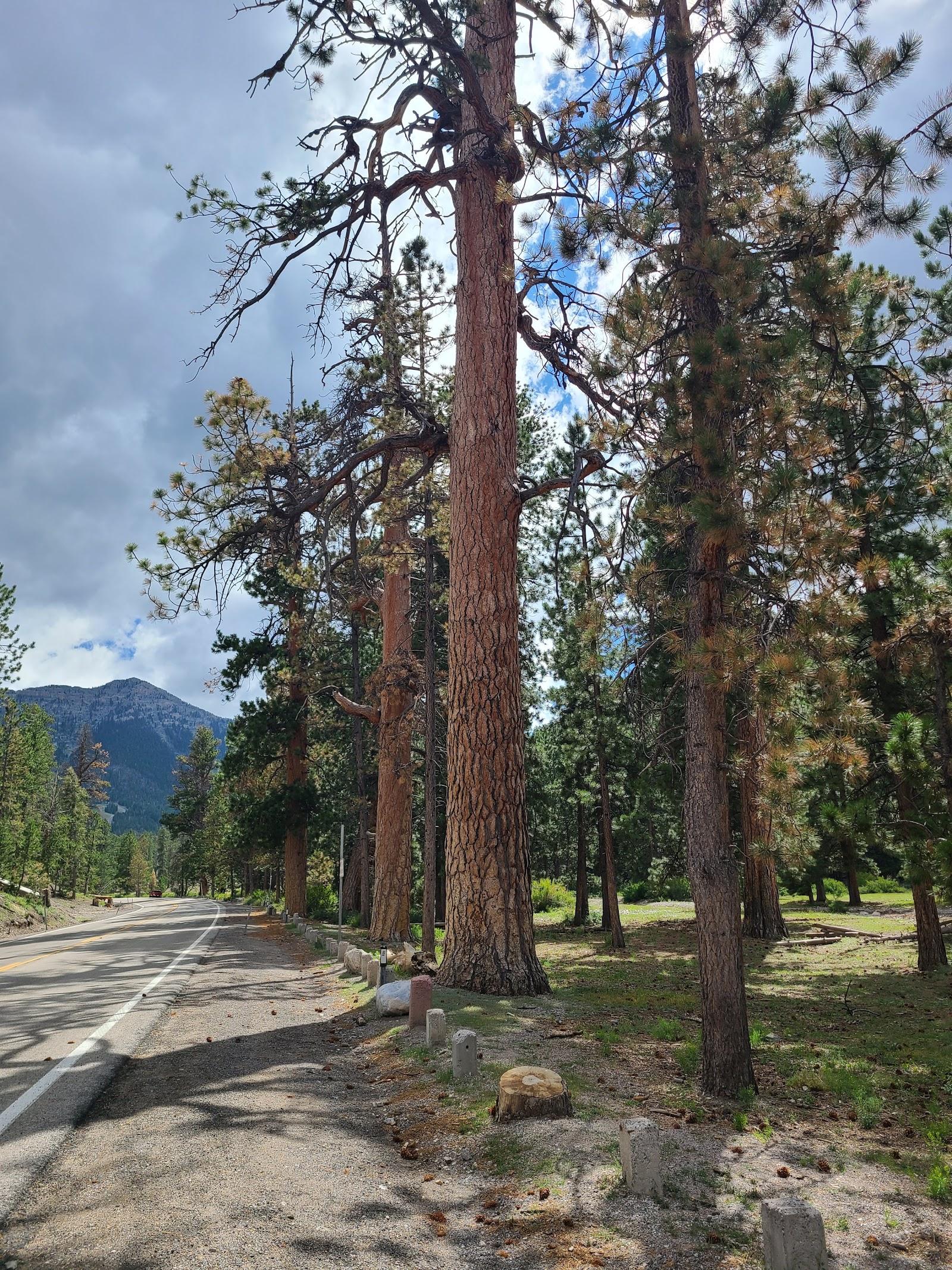 Sandee - Humboldt-Toiyabe National Forest