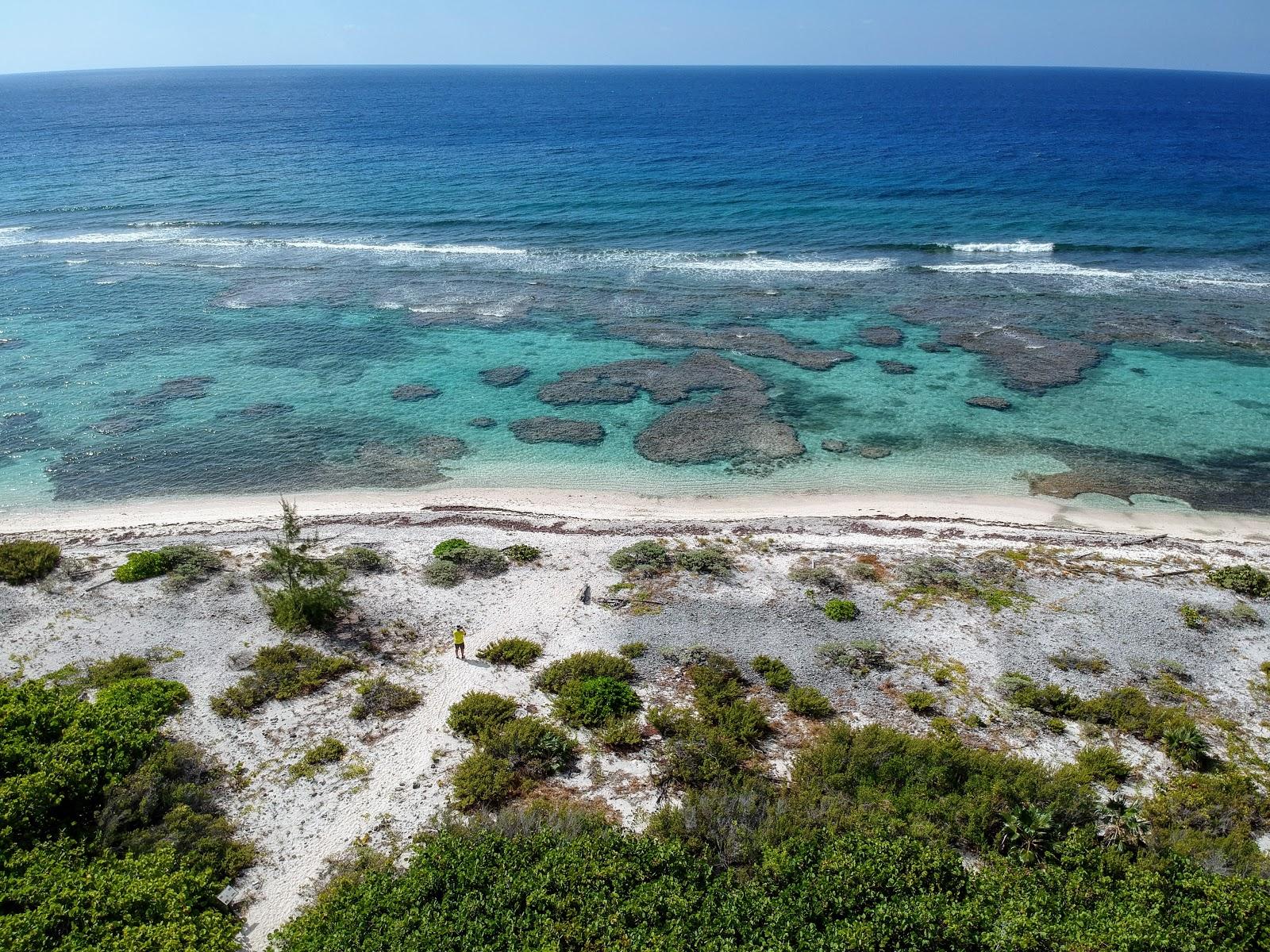 Sandee Preston Bay Iguana Nesting Sanctuary