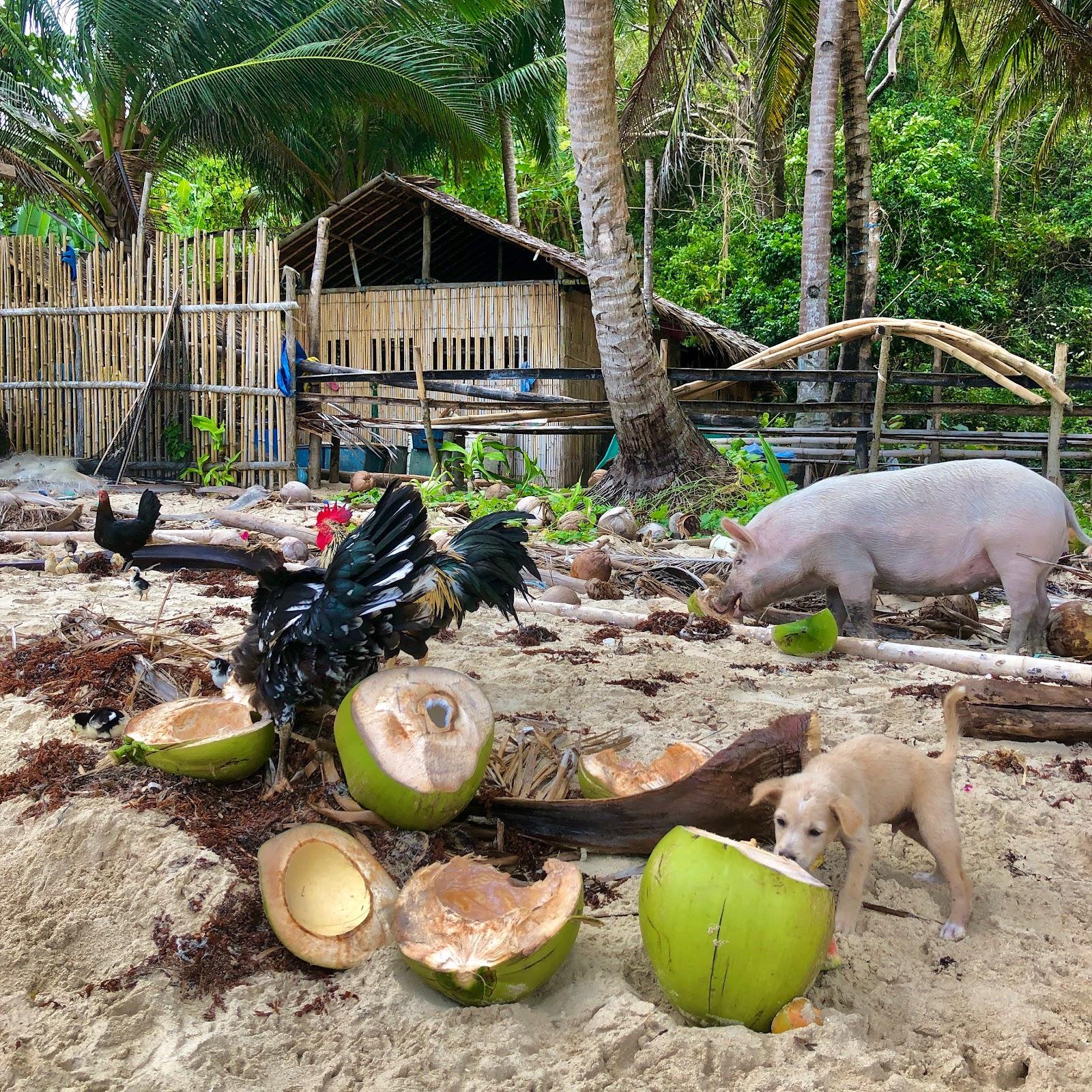 Sandee Palma Beach