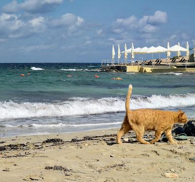 Sandee - Tortuga Beach