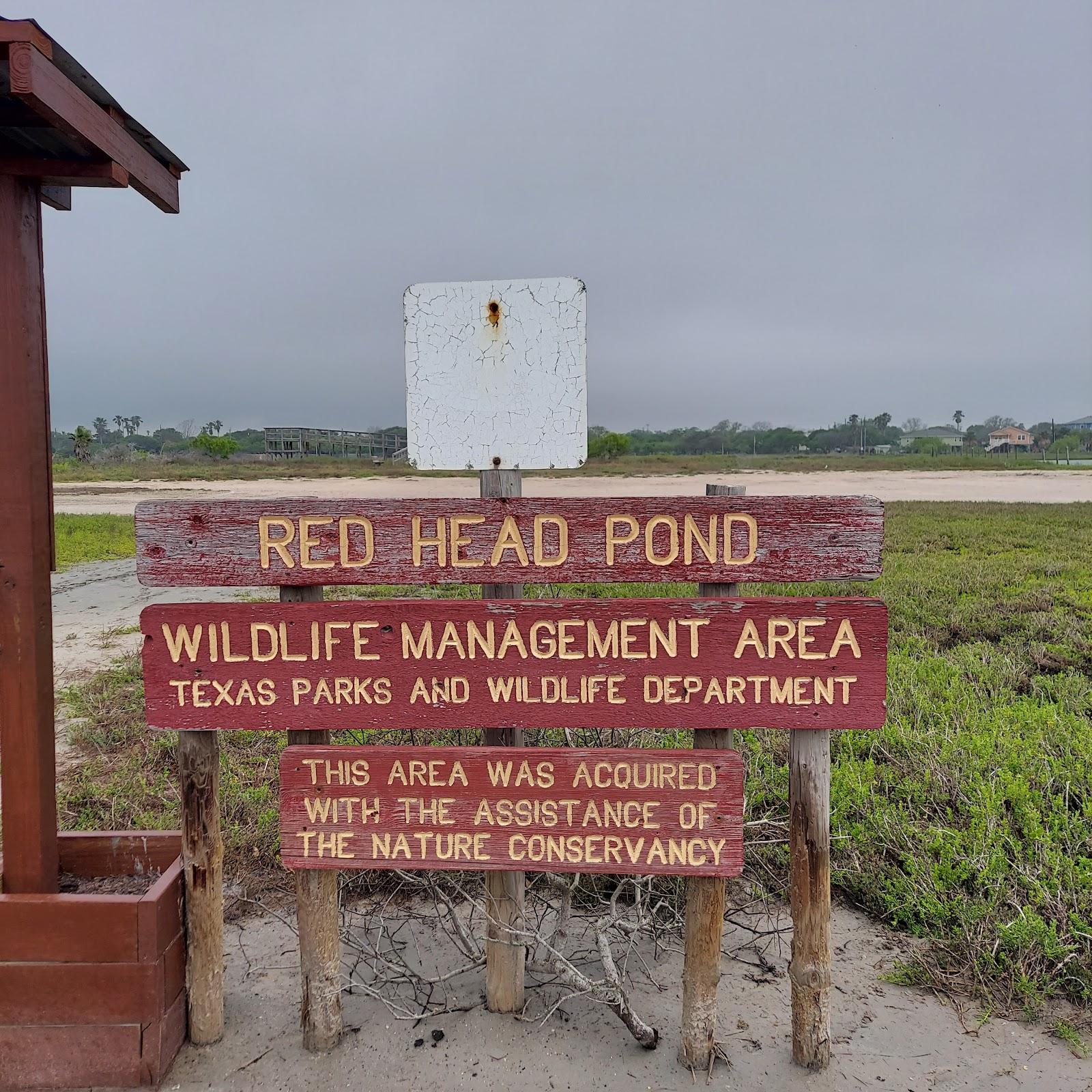 Sandee Redhead Pond Photo