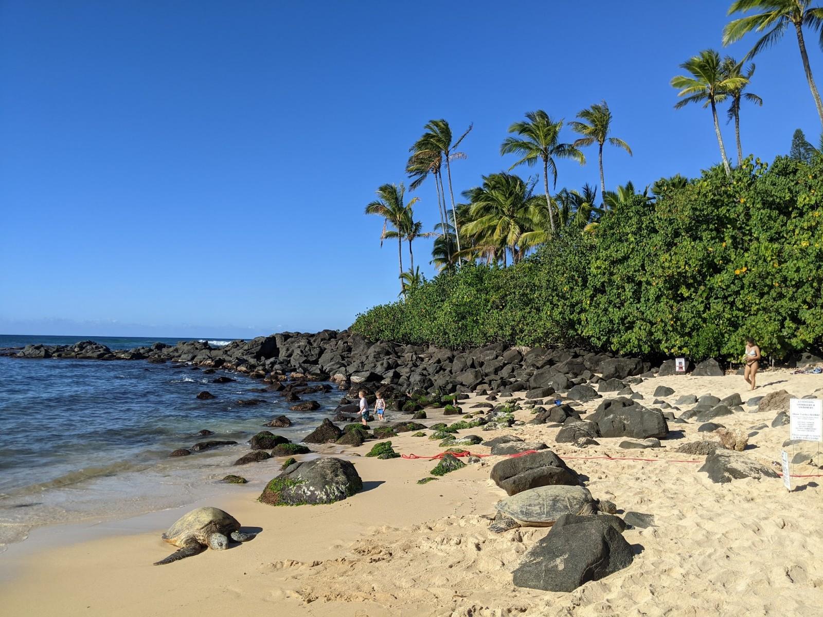 Sandee - Turtle Bay Beach