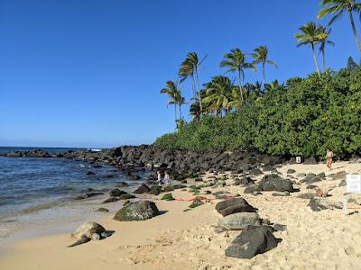 Sandee - Turtle Bay Beach