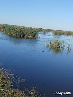 Sandee - San Bernard National Wildlife Refuge