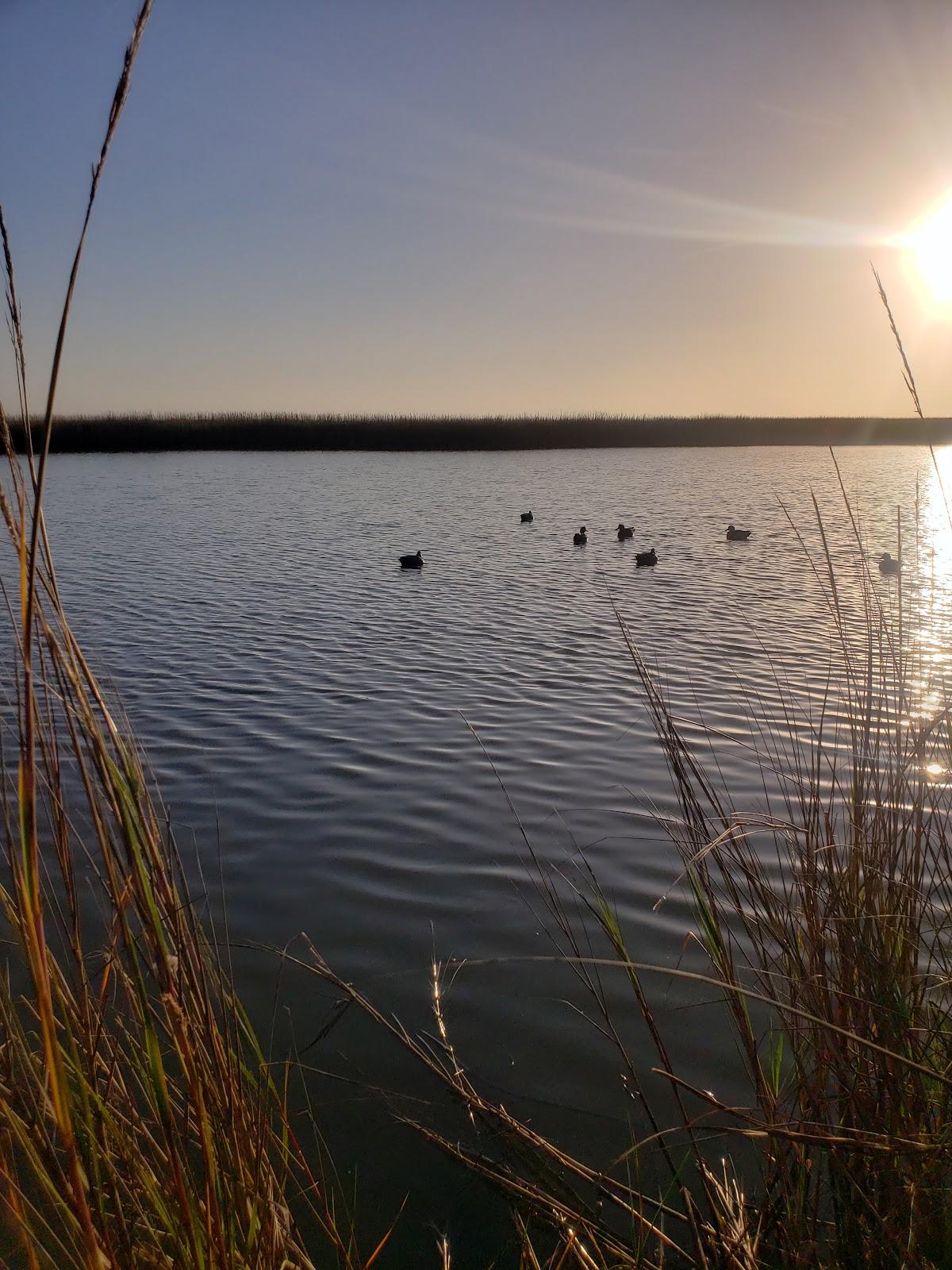 Sandee - Justin Hurst Wildlife Management Area