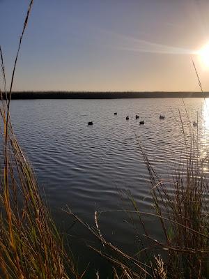 Sandee - Justin Hurst Wildlife Management Area