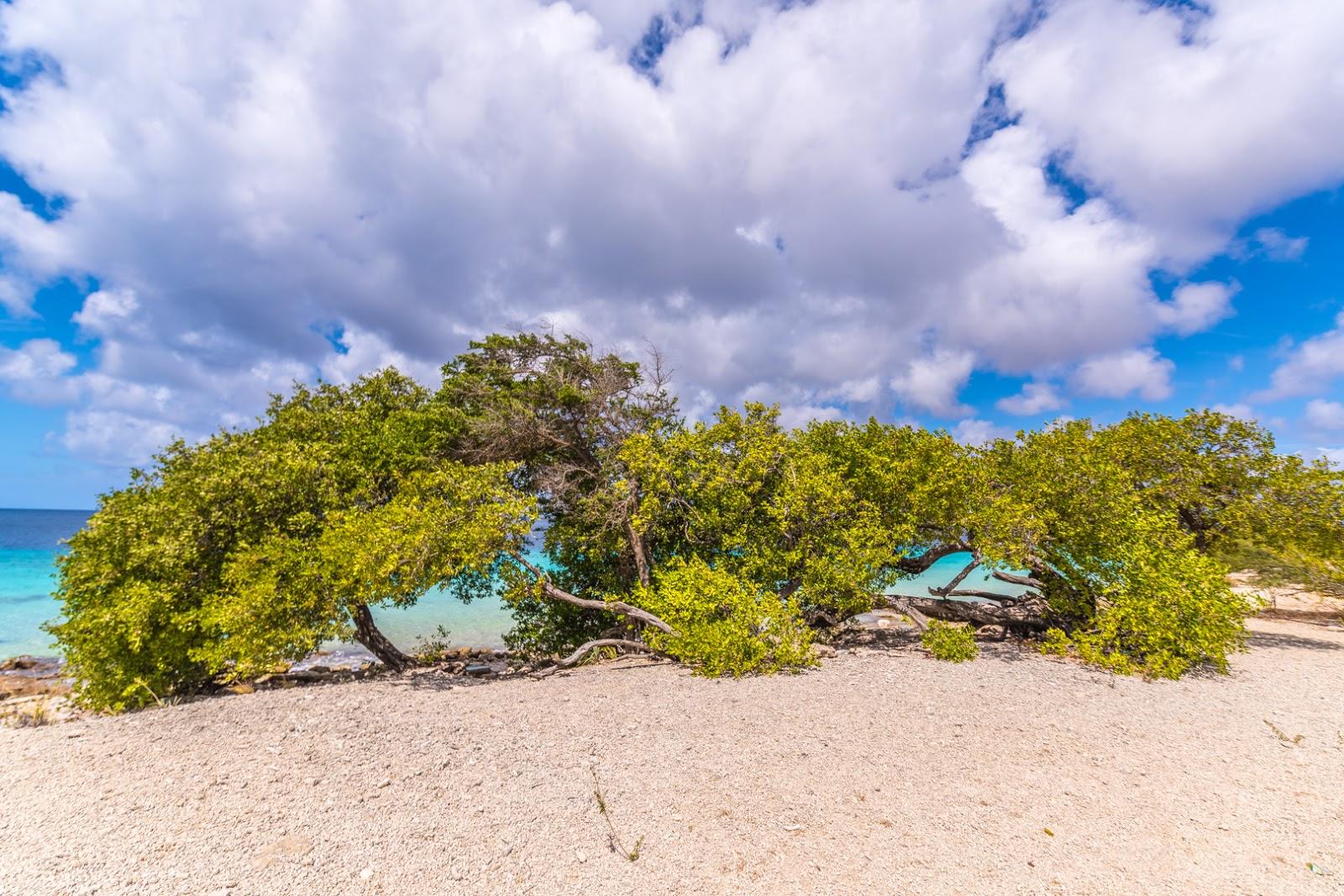 Sandee Palu Di Mangel Beach Photo